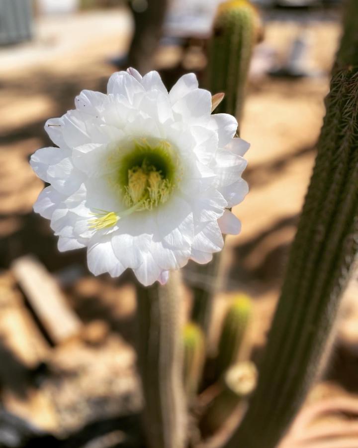 Ecovino Valle De Guadalupe Buitenkant foto